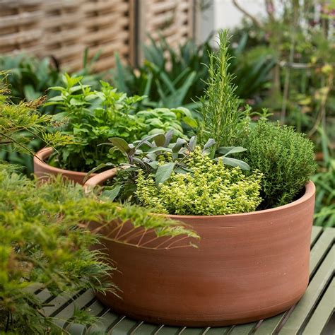 Buy Terracotta Herb Bowl Small Delivery By Waitrose Garden