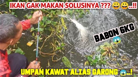 MANCING EMPANG TETANGGA IKAN PATIN 3 KG UP BIKIN TANGAN PEGEL