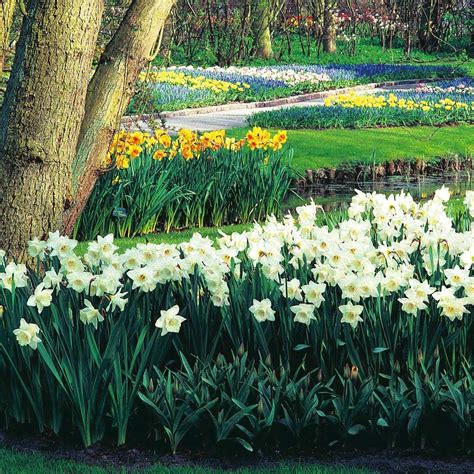 Narcissus 'Mount Hood' | White Flower Farm