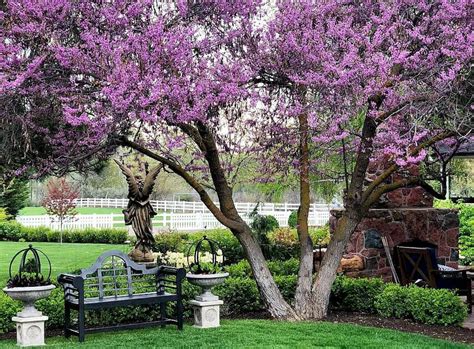 Redbuds Are Great Addition To Any Landscape Muddy River News