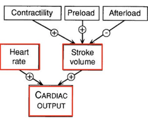 BMS Exam 6 L33 Regulation Of Cardiac Output And Blood Pressure