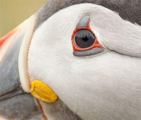 Puffin Eye Shetland By Crieffy Via Flickr Puffin Pet Birds Bird