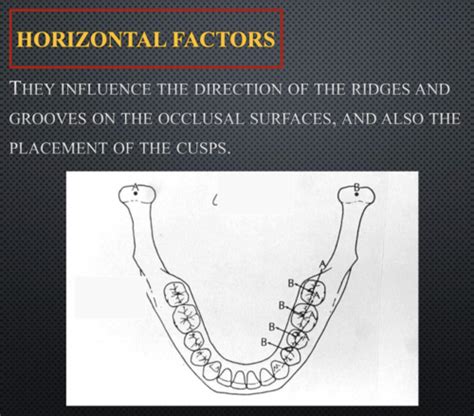 Occlusion Lecture 13 Determinants Of Occlusal Morphology PART 2