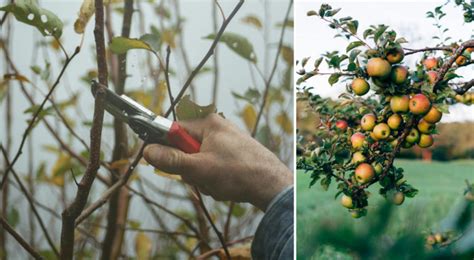 Tailler Les Arbres Fruitiers Des Conseils Pratiques Pour Le Faire