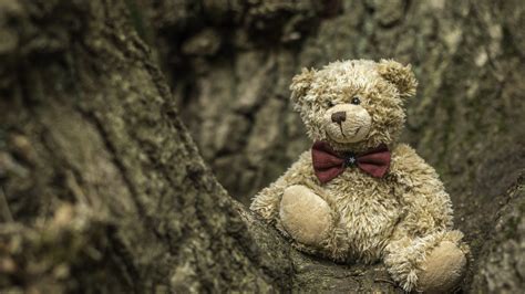 Top Nice Wallpapers Of Teddy Bears Thejungledrummer