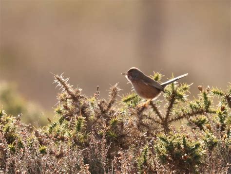 Aylesbeare Common Devon Birds