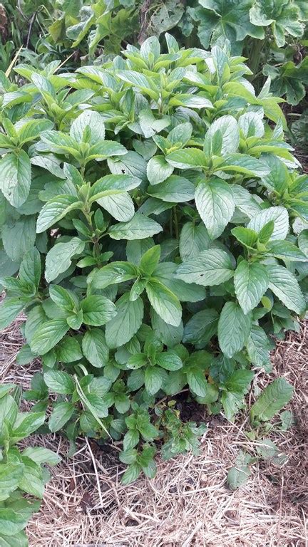 basil mint kahikatea farm certified organic nursery  permaculture farm