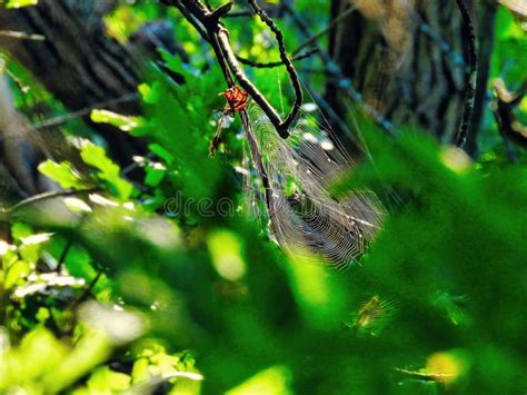 Spider Web in Forest: a Circular Spider Web in the Forest in between Leaves and Trees Sparkles ...