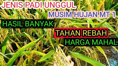 Tips Menentukan Jenis Benih Padi Yang Cocok Ditanam Musim Hujan YouTube