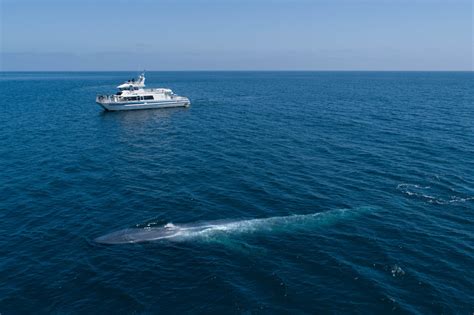 Designated Whale Heritage Areas World Cetacean Alliance