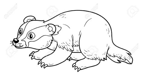 Honey Badger Coloring Page At Free Printable