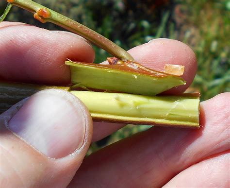 Daniel S Pacific NW Garden Summer Bud Grafting Cherries Plums