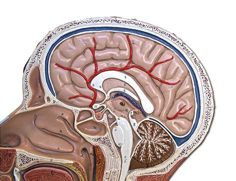 Brain Model Diagram Quizlet