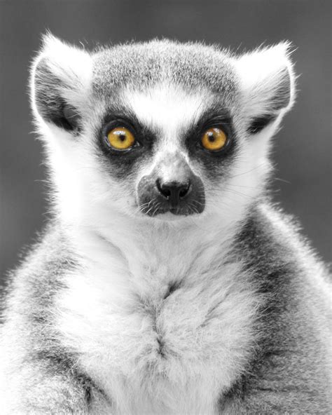 Those Lemur Eyes by heatherae on DeviantArt