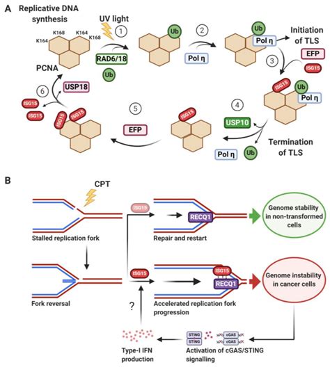 Isg15 In Dna Synthesis Replicating Past Lesions A Termination Of