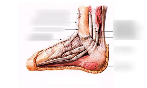 Lateral View Of The Foot Superficial Diagram Quizlet