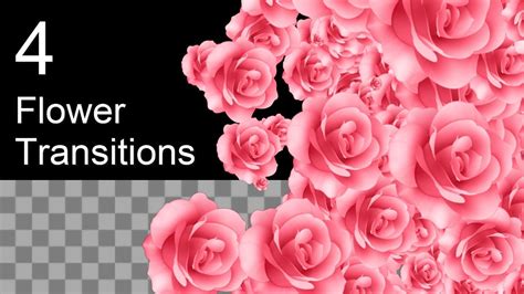 4 Flower Transitions Transparent Background YouTube