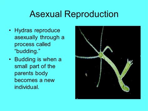 Common Types Of Asexual Reproduction 55 Off