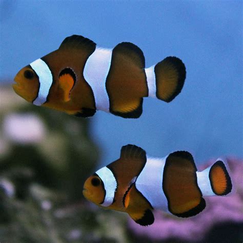 mocha ocellaris clownfish tank raised coral aqua gear