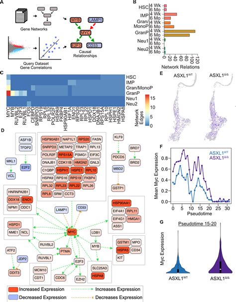 Asxl1 Deletion Leads To Hyperactivation Of A Myc Transcriptional