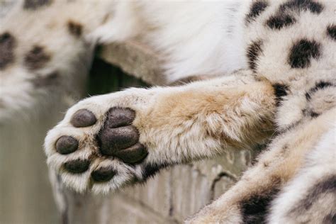 snow leopard paws  stock photo public domain pictures