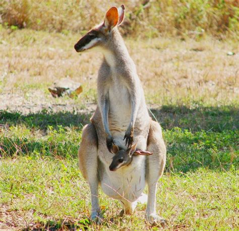 Whiptail Wallaby (Macropus parryi) Free Photo Download | FreeImages