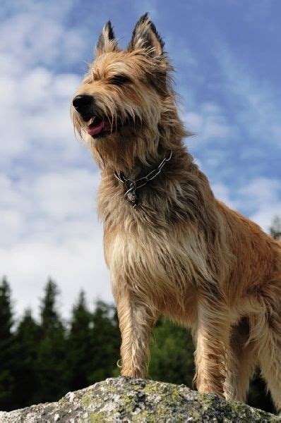 Berger Picard Picardy Shepherd Breed Information And Images Artofit