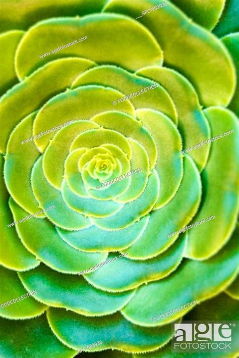 Rock garden plant overhead view, Stock Photo, Picture And Royalty Free ...