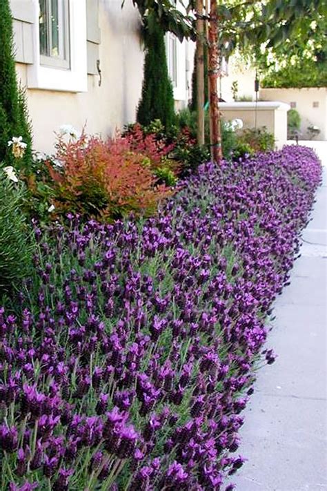 Buy La Diva Big Night Spanish Lavender Plants Free Shipping Wilson