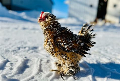 How Cold Can Chickens Tolerate? The Ultimate Guide to Winter Chicken Care
