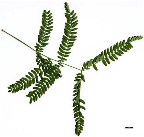 Acacia melanoxylon - Trees and Shrubs Online