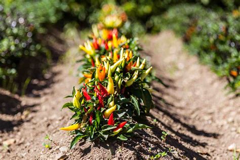 Peperoncini Piccanti Vivaio Pironti Piante Fiori