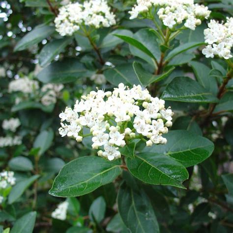 Sneeuwbal Viburnum Tinus Cm Bol