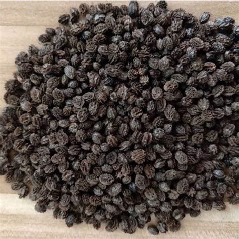 Pure Papaya Seeds Organic Pure Papaya Seeds Dried Papita Papaya