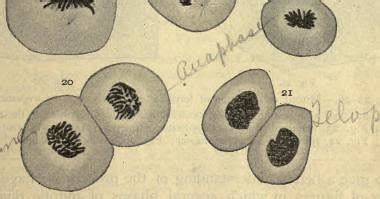 This Image Is Taken From A Text Book Of Histology Includi Flickr