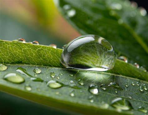 Premium Ai Image A Closeup Of Water Droplet On Leaf