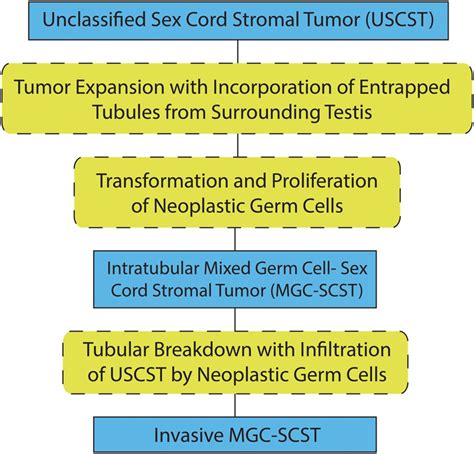 On The Histogenesis Of Mixed Germ Cell Sex Cord Stromal Tumour Of The