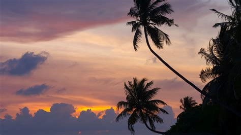 Palm trees at sunset HD desktop wallpaper : Widescreen : High ...