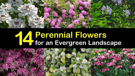 14 Perennial Flowers for an Evergreen Landscape