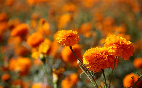 Qu Significa La Flor De Cempas Chil En El Altar De D A De Muertos