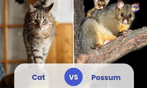 Cat vs Possum: Who Would Win in a Fight?