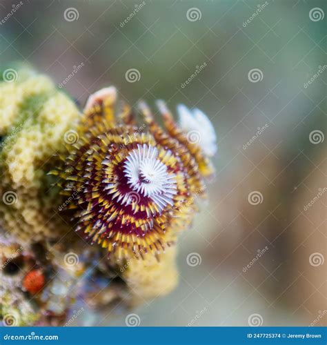 Christmas Tree Worm Spirobranchus Giganteus CuraÃ§ao Lesser Antilles