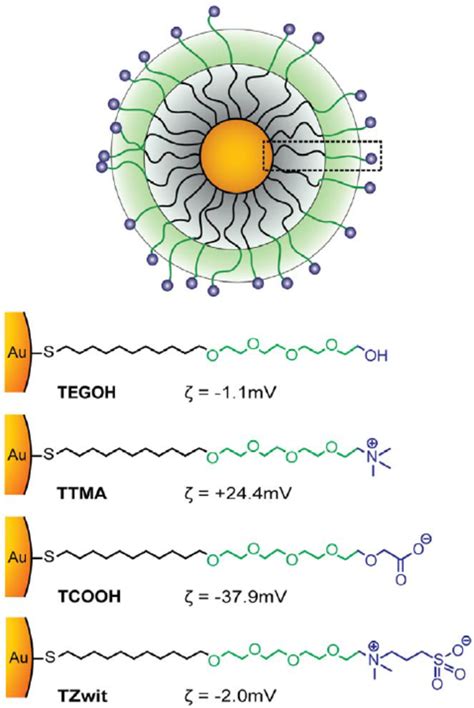 Gold Nanoparticles Structure