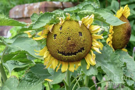 Smiley Sunflower Face Photograph by Tim Gainey - Fine Art America