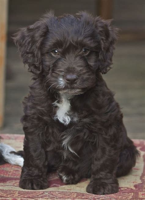 Cockapoo (also known as Spoodle, Cockerpoo, Cockadoodle) | Dogs ...