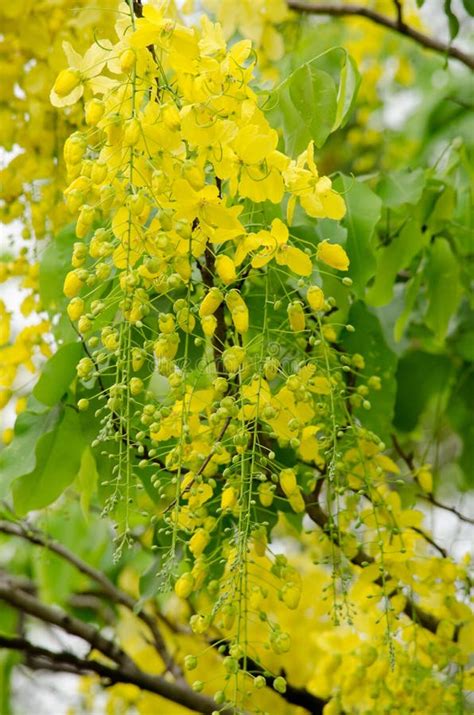 Golden Rain Tree In The Garden Stock Image Image Of Leaf Nature