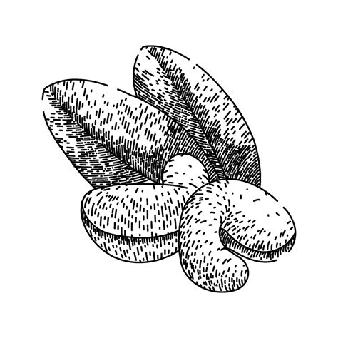 fruit cashew nut sketch hand drawn vector 28080025 Vector Art at Vecteezy