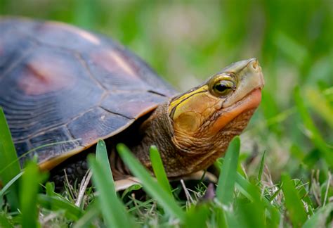 Ryukyu Yellow Margined Box Turtle In April By Alexandre Levallois