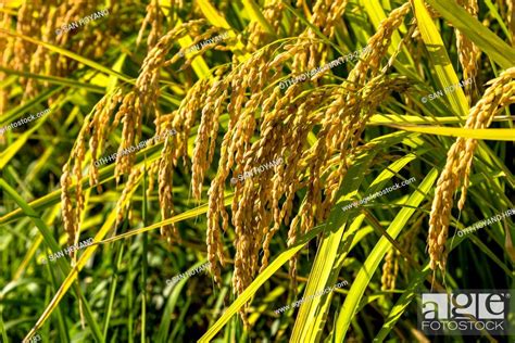 Rice fields, productive autumn in country side, Wajima city, Noto ...