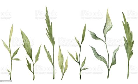 Collection Of Hand Painted Watercolor Green Leaves Stock Illustration